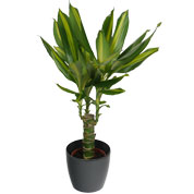 Dracaena Massangeana + Cubremaceta Antracita